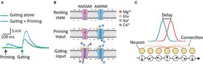 Short-term postsynaptic plasticity facilitates predictive tracking in continuous attractors